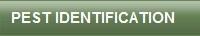 Pest Identification