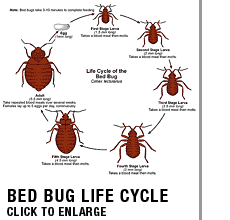 Bed Bug Life Cycle