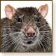 Rodent Control